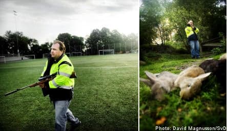 Stockholm shoots 4,000 wild rabbits