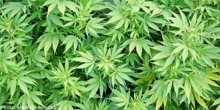 Cannabis found on Swedish military training area