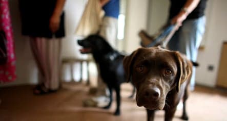 Germans open pet soup kitchens as recession begins to bite
