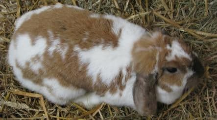 Dortmund police arrest serial bunny butcherer suspect
