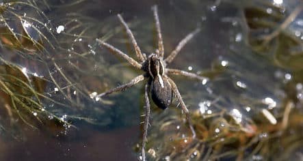 Warming climate making spiders bigger and more fertile