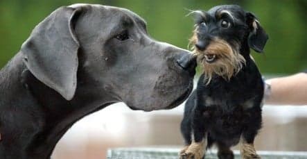 Scientists find short-leg gene for dachshunds
