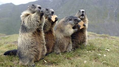 Alpine farmers furious over marmot plague