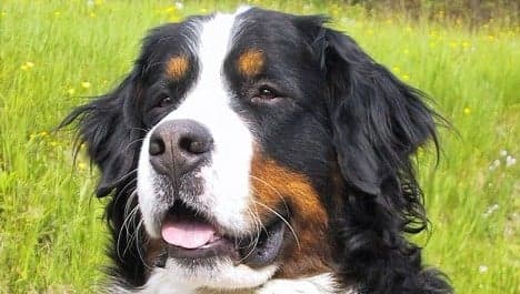Bavarian woman claims to own world's oldest dog