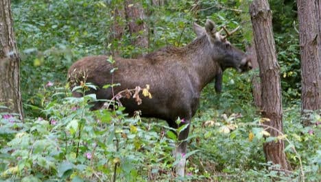 ‘Elk safari’ backs up A7 traffic