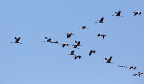 Cranes return ahead of springtime weather