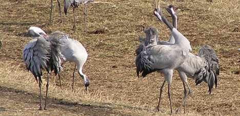 Cranes - and nature-lovers - flock to Swedish lake