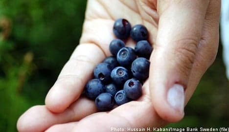 Dry weather could hurt blueberry season