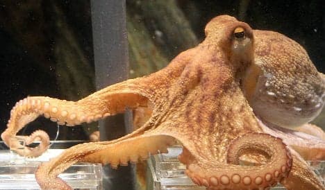 'Psychic' octopus Paul maintains perfect match prediction record
