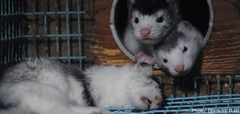 Swedish mink farms slammed for 'cruelty'