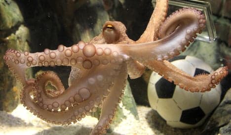 The Amazing Tale of Paul the Psychic Octopus: Germany's World Cup Soothsayer