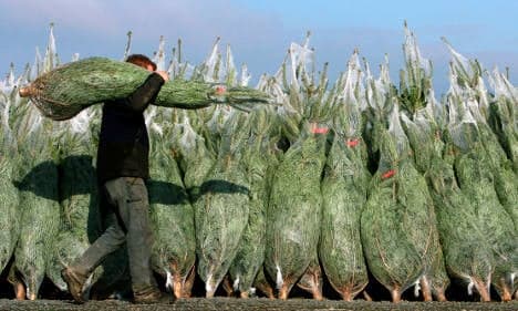 Christmas tree prices remain stable