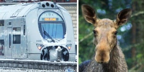 Train-elk collision ends in a stalemate