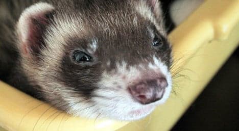 Swedish infant scarred in violent ferret attack