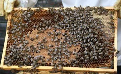 Urban beekeeping gets Berlin buzzing