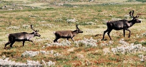 Hungry bears preying on more reindeer calves: study