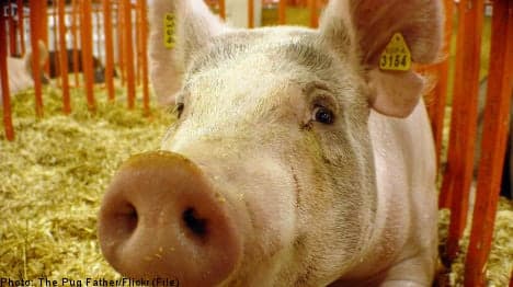 Sweden close to pig ear export deal with China