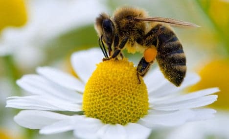 Warming climate causes honeybees to oversleep flower bloom