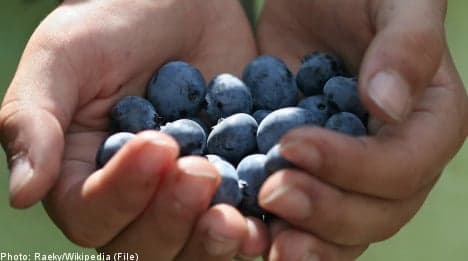 'Lazy' Romanian berry pickers in wage protest