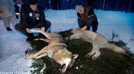 Sweden halts licensed wolf hunt