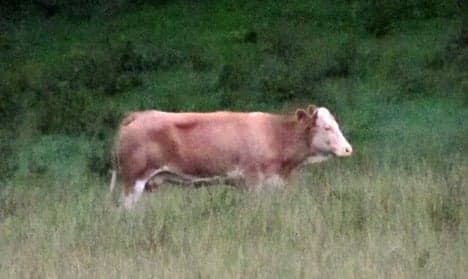 Race is on to find escaped cow Yvonne before hunters kill her