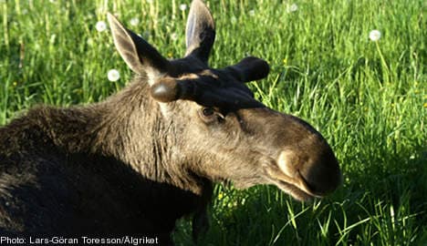 Swedish elk ‘too small’: disgruntled Danes