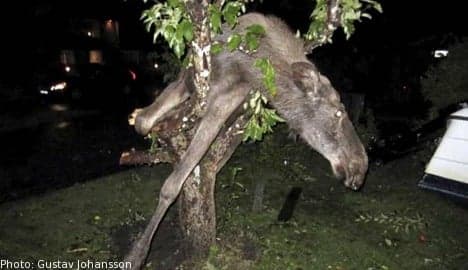 Drunken elk rescued from Swede's apple tree