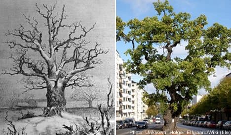 Marking the death of Sweden's 'TV oak'
