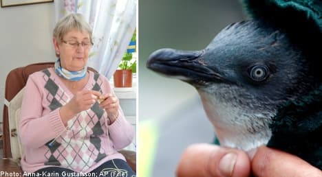 Swedish grannies in bid to save freezing penguins