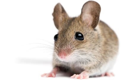 Stowaway mouse flies to Oslo solo