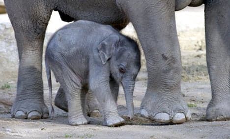 Munich baby elephant first to get heart surgery
