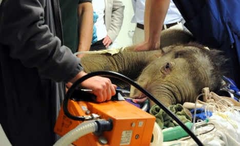 Munich baby elephant dies before operation