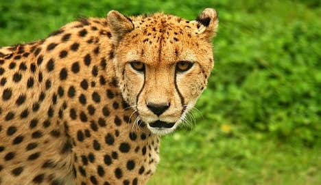 Norwegian tourist attacked by cheetah