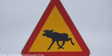 Elk herd causes Swedish motorway mayhem