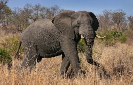 Scientist seeks deposits for elephant sperm bank