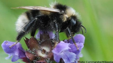 UK researchers: 'we have a permit for the bees'