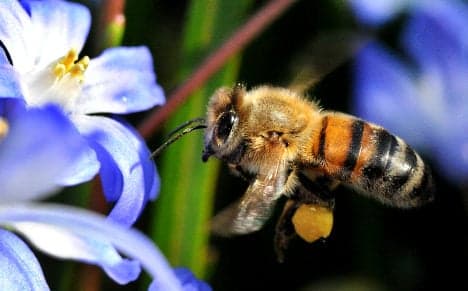 Bee rustlers cause a buzz after two stings
