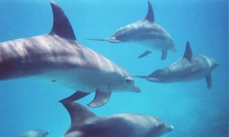 Switzerland bans import of dolphins