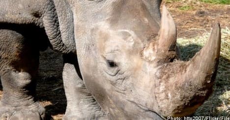 Men held in Sweden for trading rhino horn