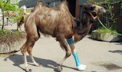Camel's cast a first for Berlin vets