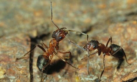 'Contract killer' ants provoke others to attack