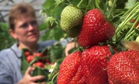 Six out of seven shops sell mouldy strawberries
