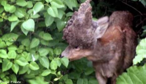 Deformed deer found in Swede’s front garden