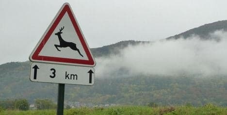 Drunken deer forces driver off the road