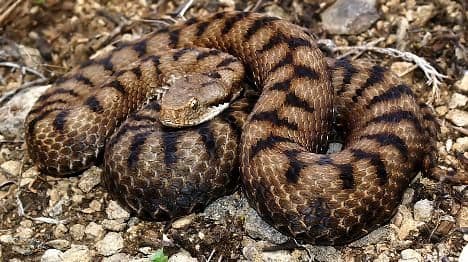 Snake expert in agony after Swiss viper bite