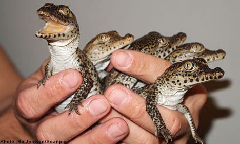 World's rarest crocodiles hatched in Swedish zoo