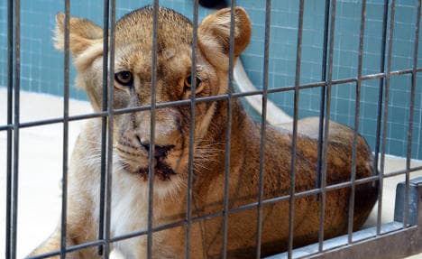 Two lions 'poisoned' in Berlin zoo
