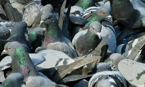Vigilante pigeon hunter regains license to kill