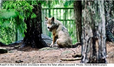 Wolves were aggressive prior to fatal attack