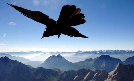 Finding grace in Alpine avian acrobatics